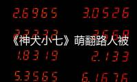 《神犬小七》萌翻路人被圍觀 吳玉江談小七趣聞【娛樂新聞】風尚中國網