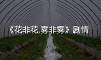 《花非花,霧非霧》劇情分集介紹大結局全集70集【電視劇】風尚中國網