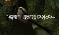 “福寶”逐漸適應外場生活 快來“云”探班