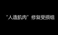 “人造肌肉”修復受損組織 肌肉疾病有望迎來新療法