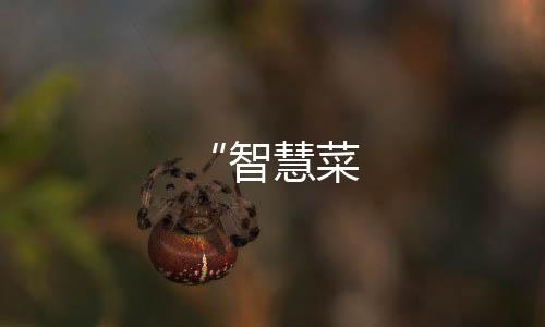 “智慧菜