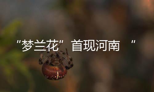 “夢蘭花”首現河南 “女神之花”再現黃柏山