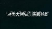 “鳥類大熊貓”黑頸鶴群“落戶”祁連山木里濕地