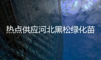 熱點供應河北黑松綠化苗木以及河池綠化苗木供應的分享