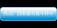 熱點廣西哪里有黃牛種牛賣以及廣西黃牛養殖基地地址的分享