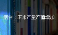 煙臺：玉米產量產值增加，農戶種植收益增大