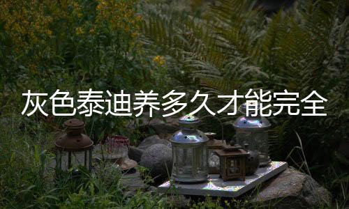 灰色泰迪養多久才能完全變成灰色(灰色泰迪叫什么名字)