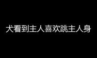 犬看到主人喜歡跳主人身上