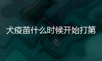 犬疫苗什么時候開始打第一針？什么時候打狗疫苗