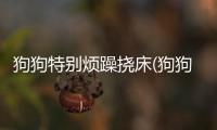 狗狗特別煩躁撓床(狗狗今天特別煩躁是為什么)