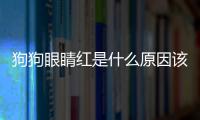 狗狗眼睛紅是什么原因該怎么辦(狗狗眼睛紅腫用什么藥)