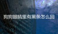 狗狗眼睛里有黑條怎么回事？狗狗眼睛里有黑條狀的東西