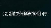 狗狗半夜低吼聲怎么回事？狗狗半夜低吼聲音嘶啞