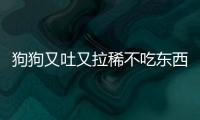 狗狗又吐又拉稀不吃東西怎么辦吃什么藥？狗狗又吐又拉又不吃東西怎么辦