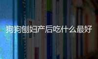 狗狗刨婦產后吃什么最好(狗狗產后吃什么好)