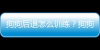 狗狗后退怎么訓練？狗狗后退怎么訓練好