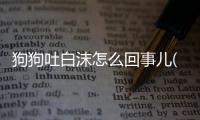 狗狗吐白沫怎么回事兒(狗狗吐白沫粘液是怎么回事)