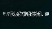 狗狗吃多了消化不良，便秘便臭怎么辦？寵物腸胃寶可以改善便秘便臭嗎？