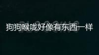 狗狗喉嚨好像有東西一樣(狗狗喉嚨像卡了東西一樣發(fā)出聲音)