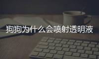 狗狗為什么會噴射透明液體呢？狗狗為什么會噴射透明液體流出來