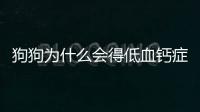 狗狗為什么會(huì)得低血鈣癥？狗狗為什么會(huì)得低血鈣呢