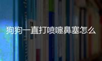 狗狗一直打噴嚏鼻塞怎么辦??？狗狗為啥一直打噴嚏鼻子不通暢的感覺