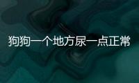 狗狗一個地方尿一點正常嗎？狗狗一個地方尿一點怎么辦