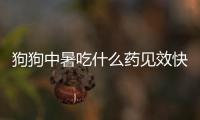 狗狗中暑吃什么藥見效快(狗狗中暑吃什么藥)