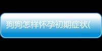 狗狗怎樣懷孕初期癥狀(狗狗怎樣才懷孕)