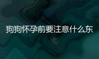 狗狗懷孕前要注意什么東西呢？狗狗懷孕前注意事項