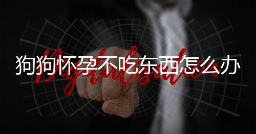 狗狗懷孕不吃東西怎么辦(狗狗懷孕吃點什么好)