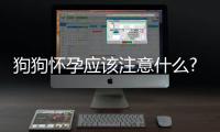 狗狗懷孕應該注意什么?(狗狗懷孕應該注意什么問題)