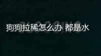 狗狗拉稀怎么辦 都是水樣？狗狗拉稀全是水