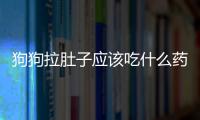 狗狗拉肚子應該吃什么藥(狗狗拉肚子吃什么藥好見效快多少錢)