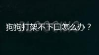 狗狗打架不下口怎么辦？狗打架打不過怎么辦