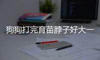 狗狗打完育苗脖子好大一個包(狗狗打完育苗多久以后能洗澡)