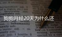 狗狗月經20天為什么還有血水(狗狗月經后有分泌物像濃水)