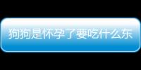 狗狗是懷孕了要吃什么東西怎么回事呀(狗狗懷孕后需要吃什么)