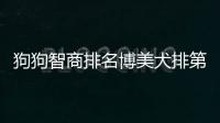 狗狗智商排名博美犬排第幾？博美智商相當(dāng)于幾歲的孩子