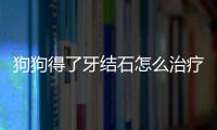 狗狗得了牙結(jié)石怎么治療最好？狗狗得了牙結(jié)石怎么辦?