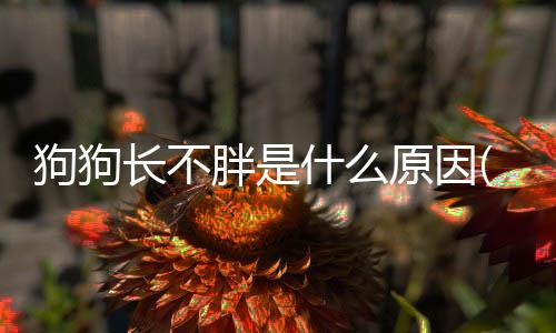 狗狗長不胖是什么原因(狗狗怎么長不胖怎么辦)