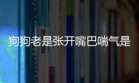 狗狗老是張開嘴巴喘氣是什么原因?(狗狗老是張開嘴巴呼吸)