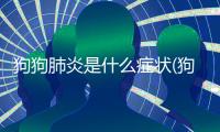 狗狗肺炎是什么癥狀(狗狗趾間炎是什么原因造成)