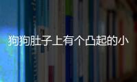 狗狗肚子上有個凸起的小包(狗肚子上有紅點怎么回事)