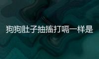 狗狗肚子抽搐打嗝一樣是怎么回事??？狗狗肚子一抽一抽的打嗝