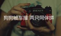 狗狗被車撞 兩只同伴拼盡全力營救 感動無數(shù)網(wǎng)友