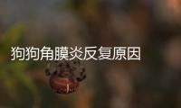 狗狗角膜炎反復原因  狗狗角膜炎怎么回事