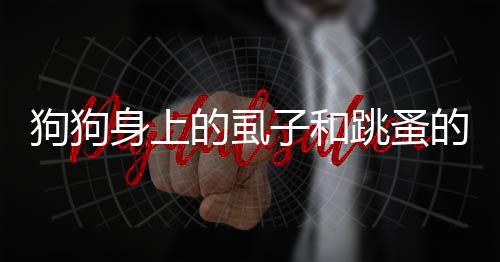 狗狗身上的虱子和跳蚤的區(qū)別（虱子和跳蚤的區(qū)別）