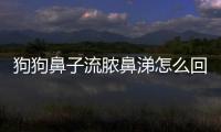 狗狗鼻子流膿鼻涕怎么回事(狗狗鼻涕多怎么回事)