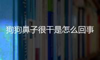 狗狗鼻子很干是怎么回事(狗狗鼻子干沒(méi)精神老趴著)